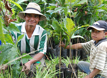 agroforestry