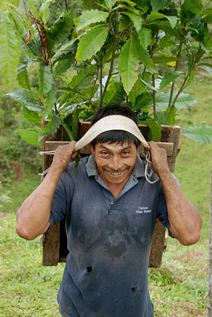 tree nursery