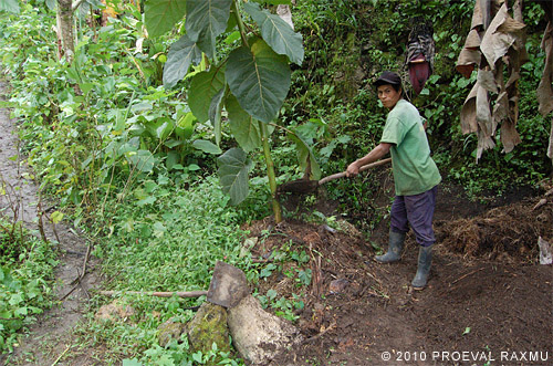 organic fertilizer