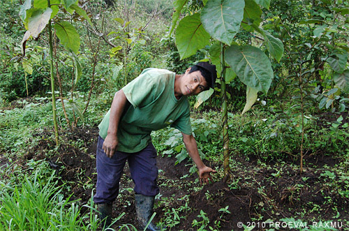 organic fertilizer