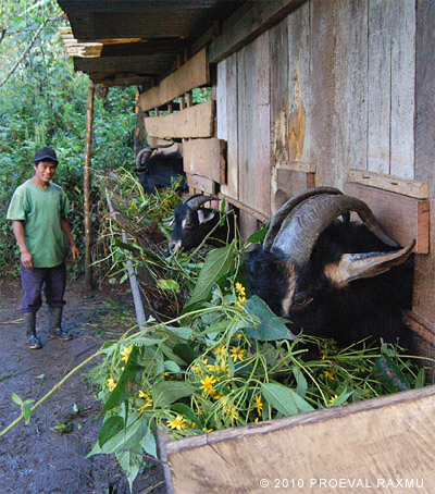 organic fertilizer