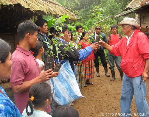 reforestation