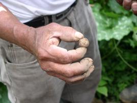 semilla de teca