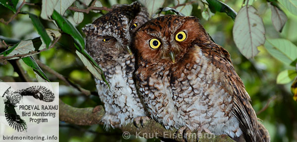 Tecolote Barbudo, vulnerable